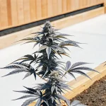 Plante de cannabis en extérieur cultivée près d’une structure en bois, avec des fleurs compactes en phase de floraison.