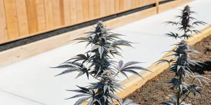 Plante de cannabis en extérieur cultivée près d’une structure en bois, avec des fleurs compactes en phase de floraison.