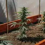 Jeunes plants de cannabis cultivés en bacs surélevés en intérieur