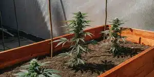 Jeunes plants de cannabis cultivés en bacs surélevés en intérieur