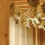 Têtes de cannabis suspendues pour le séchage dans une pièce en bois bien ventilée.