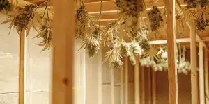 Têtes de cannabis suspendues pour le séchage dans une pièce en bois bien ventilée.