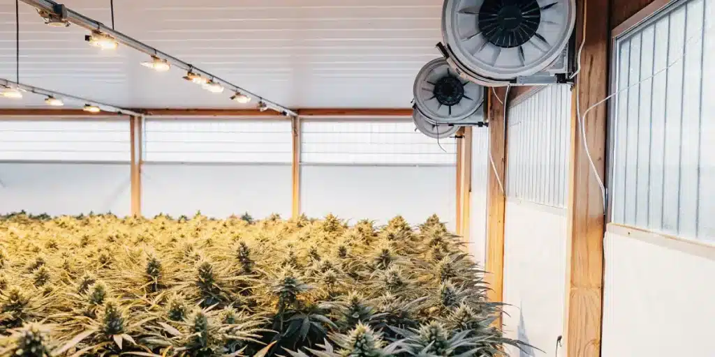 serre intérieure de cannabis avec système de ventilation murale et éclairage artificiel favorisant une floraison dense
