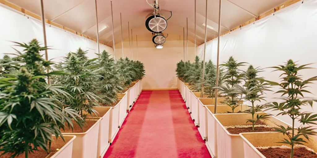 Serre intérieure professionnelle avec des rangées de plantes de cannabis cultivées dans des bacs alignés.