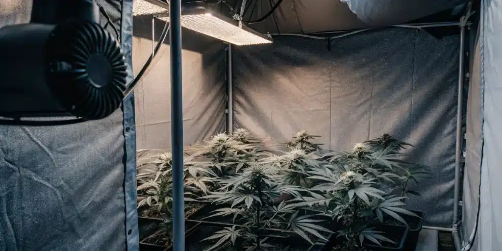 Tente de culture de cannabis en intérieur avec éclairage LED, ventilation latérale et plantes en phase de floraison.