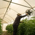 Cultivateur ajustant un ventilateur dans une serre de cannabis.