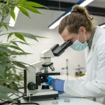 Scientifique avec masque analysant un échantillon de cannabis au microscope en laboratoire.