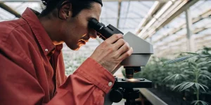 Un spécialiste du cannabis observe un échantillon de plante au microscope dans une serre de culture. Les rangées de plantes en arrière-plan illustrent un environnement de culture contrôlé dédié à l’analyse et au suivi de la santé des plants.