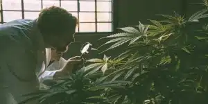 Analyse plante cannabis loupe culture intérieure avec scientifique observant des feuilles dans un espace de culture