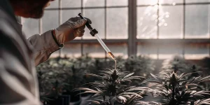 Application de nutriments sur une plante de cannabis avec une pipette.
