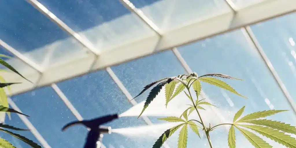 Arrosage cannabis serre avec pulvérisation d’eau sur plante sous lumière naturelle