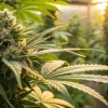 Gros plan sur un bourgeon de cannabis en serre avec lumière dorée