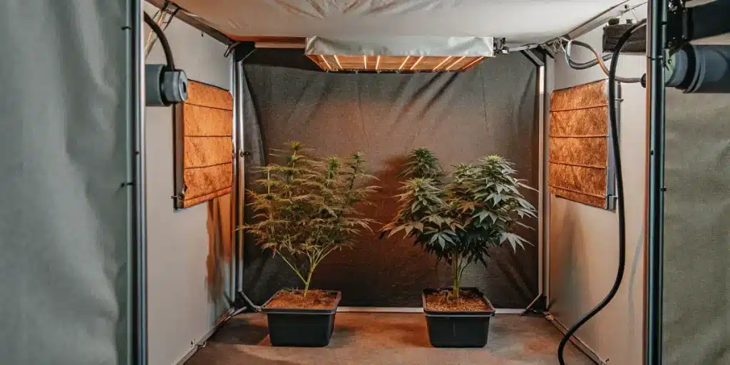Box indoor pour culture Colombian Gold reguliere avec eclairage LED.