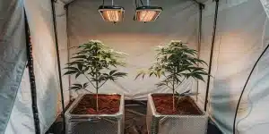 Box indoor Cookies Girl Scout regulieres en debut floraison sous LED.