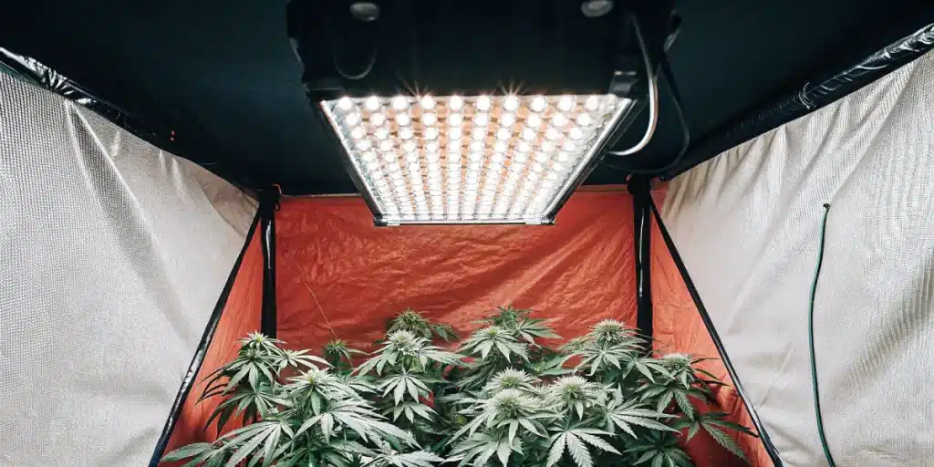 Box indoor Cookies Girl Scout regulieres avec panneau LED puissant.