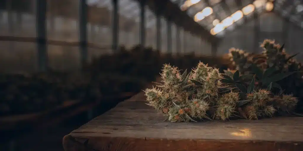 Gros plan sur des bourgeons de cannabis récoltés dans une serre.