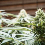 Cola de cannabis en floraison avancée cultivée en intérieur, avec fleurs résineuses et pistils visibles