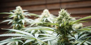 Cola de cannabis en floraison avancée cultivée en intérieur, avec fleurs résineuses et pistils visibles