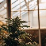 Plante de cannabis en floraison dans une serre avec lumière naturelle