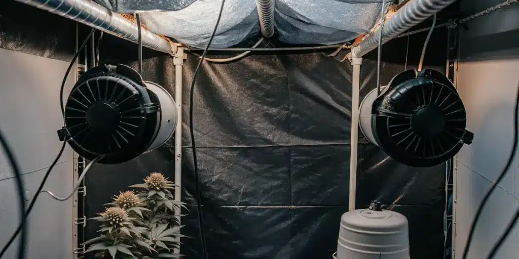 Chambre de culture intérieure de cannabis avec système de ventilation et extraction d’air contrôlée