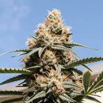 Gros plan d’un cola de cannabis mature cultivé en extérieur, riche en trichomes sous un ciel bleu.