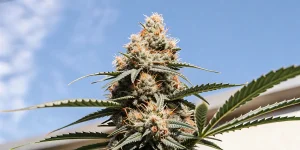 Gros plan d’un cola de cannabis mature cultivé en extérieur, riche en trichomes sous un ciel bleu.