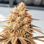 Cola de cannabis mature avec teintes dorées et structure dense