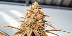 Cola de cannabis mature avec teintes dorées et structure dense