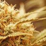 Colombian Gold reguliere gros plan tete floraison avec trichomes et pistils dores.