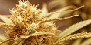 Colombian Gold reguliere gros plan tete floraison avec trichomes et pistils dores.