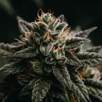 Colombian Gold reguliere tete dense avec trichomes et pistils oranges.