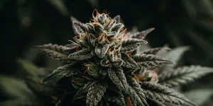 Colombian Gold reguliere tete dense avec trichomes et pistils oranges.