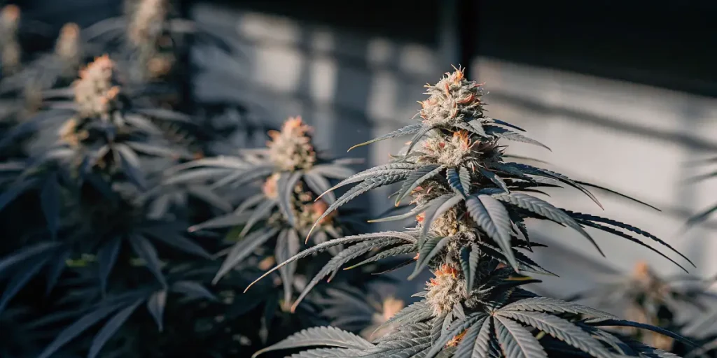 Cookies and Cream Auto plantes en floraison avec tetes denses.