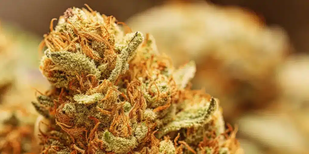 Cookies and Cream Auto tete compacte avec trichomes et pistils oranges.