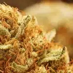Cookies and Cream Auto tete compacte avec trichomes et pistils oranges.