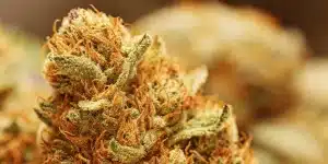 Cookies and Cream Auto tete compacte avec trichomes et pistils oranges.