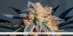 Cookies Girl Scout regulieres tete compacte avec trichomes et pistils oranges.