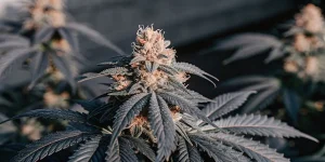 CR strain tete dense avec trichomes et pistils oranges en floraison.