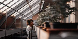 Cultivateur observant des plantes de cannabis en serre intérieure