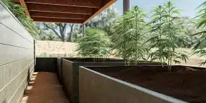 Culture de cannabis en extérieur dans des bacs surélevés sous abri moderne