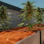 culture de cannabis en extérieur dans des bacs surélevés exposés au soleil avec des plantes en floraison