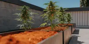 culture de cannabis en extérieur dans des bacs surélevés exposés au soleil avec des plantes en floraison