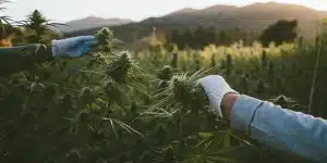 Culture cannabis extérieur inspection bourgeons par mains gantées dans un champ au coucher du soleil
