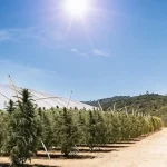 Culture de cannabis en extérieur entre serres agricoles sous un soleil intense et ciel dégagé.