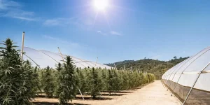 Culture de cannabis en extérieur entre serres agricoles sous un soleil intense et ciel dégagé.