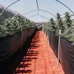 Culture de cannabis en extérieur sous tunnel avec rangées de plantes alignées et protégées dans un environnement agricole contrôlé.