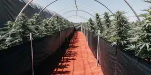 Culture de cannabis en extérieur sous tunnel avec rangées de plantes alignées et protégées dans un environnement agricole contrôlé.