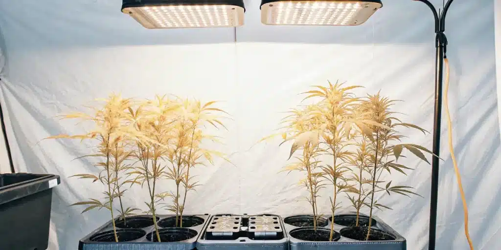 Plantes de cannabis cultivées en intérieur sous éclairage LED pendant la phase de croissance.