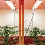 Culture de cannabis en intérieur sous éclairage LED horticole avec plantes en phase de floraison