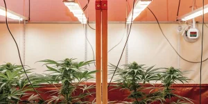 Culture de cannabis en intérieur sous éclairage LED horticole avec plantes en phase de floraison